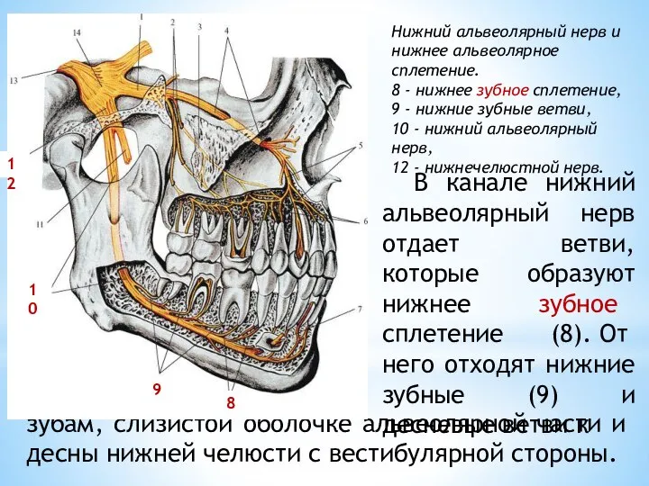 Нижний альвеолярный нерв и нижнее альвеолярное сплетение. 8 - нижнее зубное сплетение,