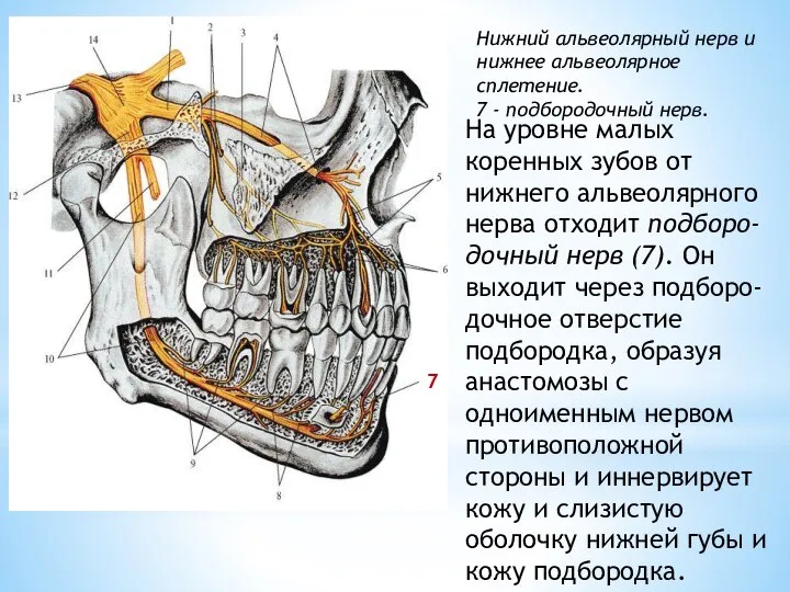 Нижний альвеолярный нерв и нижнее альвеолярное сплетение. 7 - подбородочный нерв. На