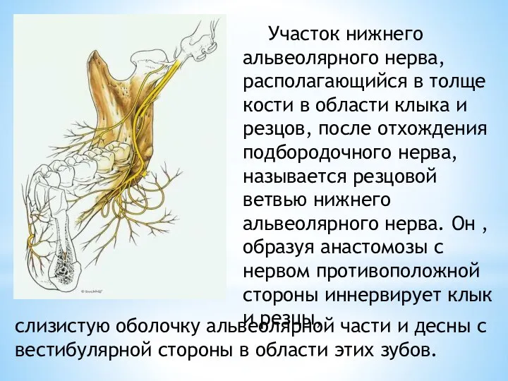 Участок нижнего альвеолярного нерва, располагающийся в толще кости в области клыка и