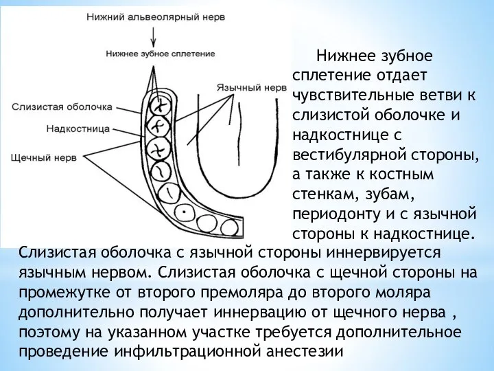 Слизистая оболочка с язычной стороны иннервируется язычным нервом. Слизистая оболочка с щечной