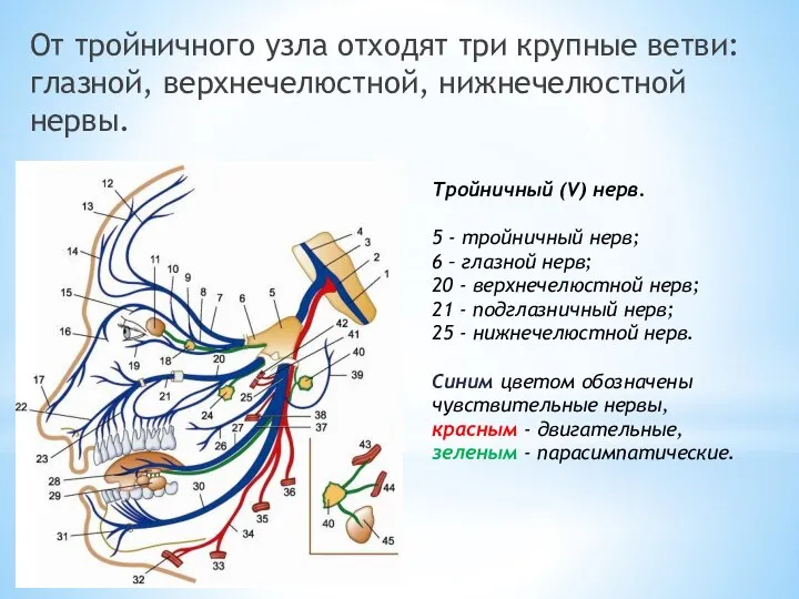 От тройничного узла отходят три крупные ветви: глазной, верхнечелюстной, нижнечелюстной нервы. Тройничный