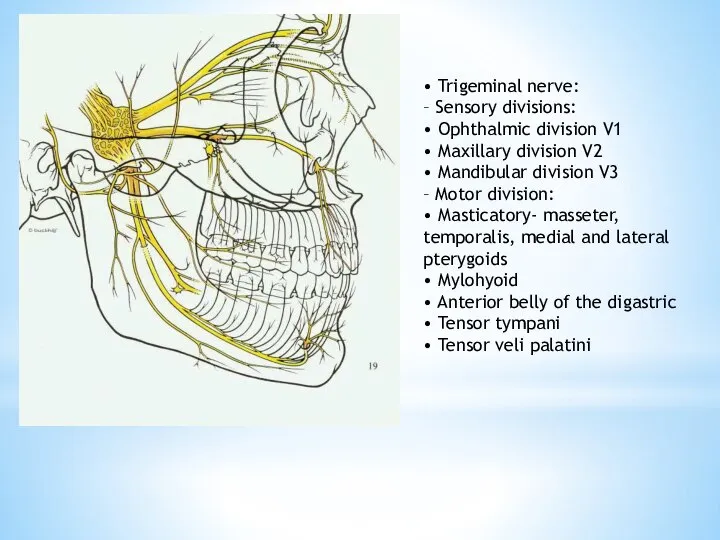 • Trigeminal nerve: – Sensory divisions: • Ophthalmic division V1 • Maxillary