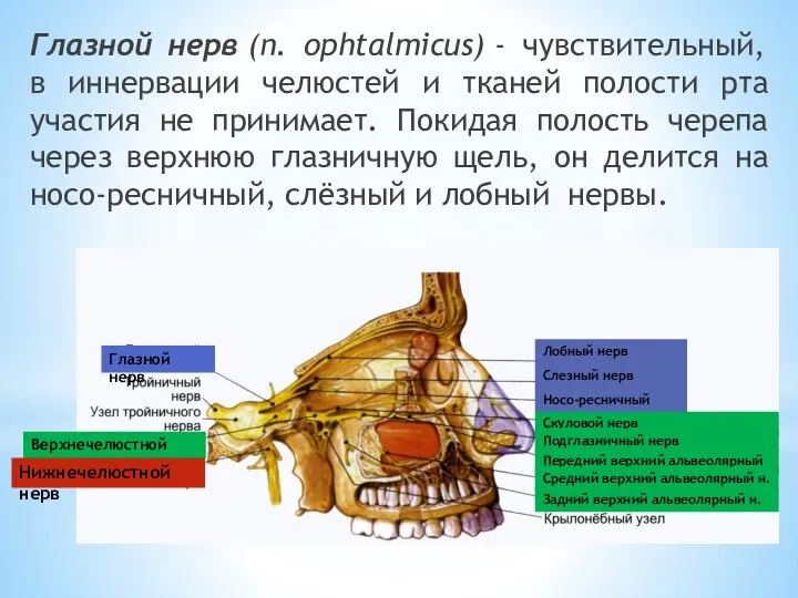 Глазной нерв (n. ophtalmicus) - чувствительный, в иннервации челюстей и тканей полости