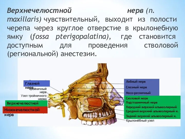 Верхнечелюстной нерв (n. maxillaris) чувствительный, выходит из полости черепа через круглое отверстие