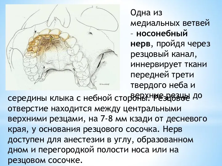 Одна из медиальных ветвей – носонебный нерв, пройдя через резцовый канал, иннервирует