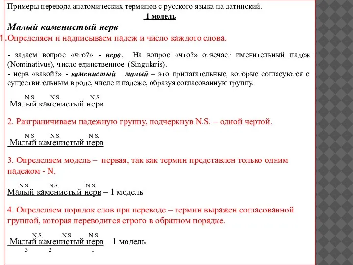 Примеры перевода анатомических терминов с русского языка на латинский. 1 модель Малый