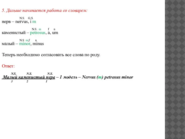 5. Дальше начинается работа со словарем: N.S. G.S. нерв – nervus, i