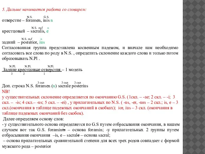 5. Дальше начинается работа со словарем: N.S. G.S. отверстие – foramen, inis