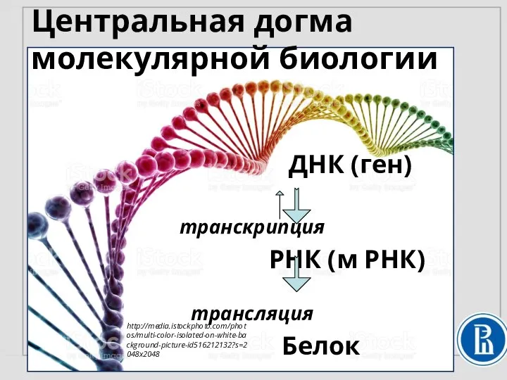 Центральная догма молекулярной биологии ДНК (ген) транскрипция РНК (м РНК) трансляция Белок http://media.istockphoto.com/photos/multi-color-isolated-on-white-background-picture-id516212132?s=2048x2048