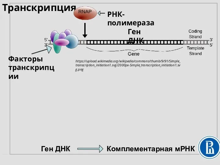 Транскрипция РНК- полимераза Факторы транскрипции Ген ДНК Ген ДНК Комплементарная мРНК https://upload.wikimedia.org/wikipedia/commons/thumb/9/91/Simple_transcription_initiation1.svg/2000px-Simple_transcription_initiation1.svg.png