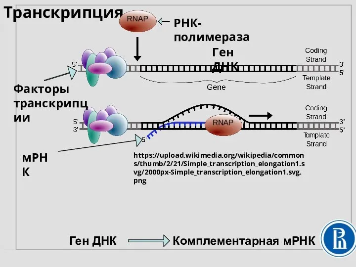 Транскрипция РНК- полимераза Факторы транскрипции мРНК Ген ДНК Ген ДНК Комплементарная мРНК https://upload.wikimedia.org/wikipedia/commons/thumb/2/21/Simple_transcription_elongation1.svg/2000px-Simple_transcription_elongation1.svg.png