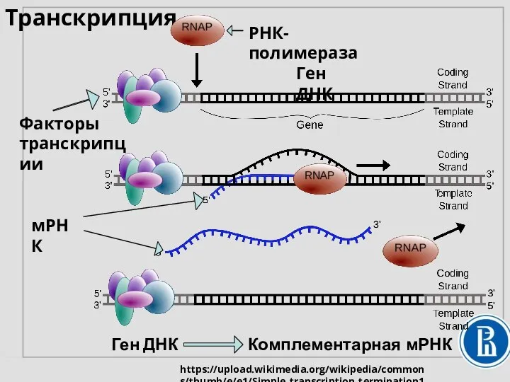 Транскрипция РНК- полимераза Факторы транскрипции мРНК Ген ДНК Ген ДНК Комплементарная мРНК https://upload.wikimedia.org/wikipedia/commons/thumb/e/e1/Simple_transcription_termination1.svg/1280px-Simple_transcription_termination1.svg.png