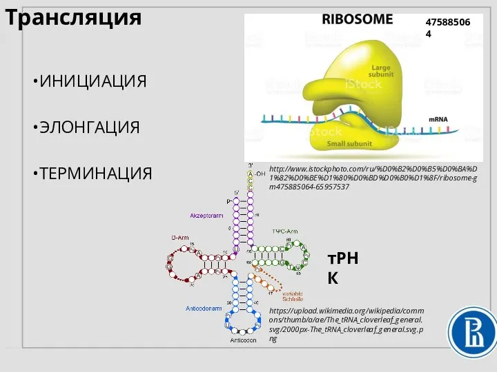 Трансляция ИНИЦИАЦИЯ ЭЛОНГАЦИЯ ТЕРМИНАЦИЯ тРНК https://upload.wikimedia.org/wikipedia/commons/thumb/a/ae/The_tRNA_cloverleaf_general.svg/2000px-The_tRNA_cloverleaf_general.svg.png http://www.istockphoto.com/ru/%D0%B2%D0%B5%D0%BA%D1%82%D0%BE%D1%80%D0%BD%D0%B0%D1%8F/ribosome-gm475885064-65957537 475885064