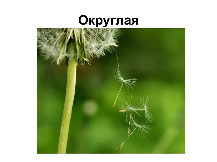 Округлая