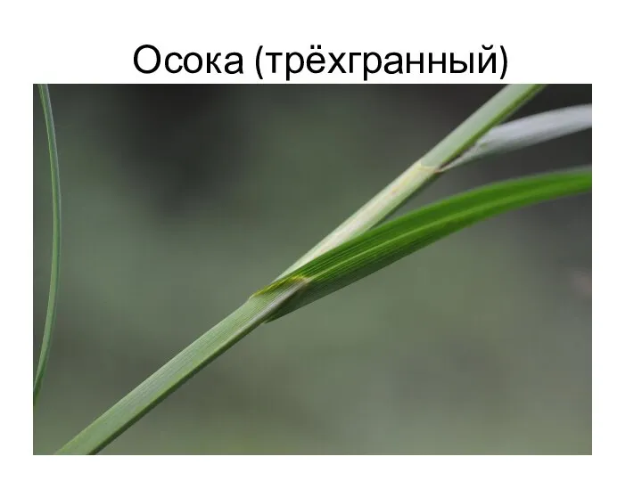 Осока (трёхгранный)