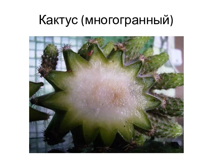 Кактус (многогранный)