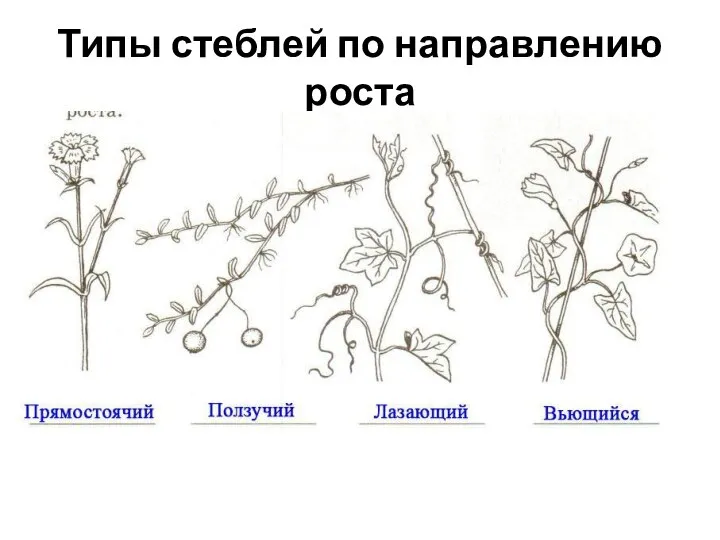 Типы стеблей по направлению роста