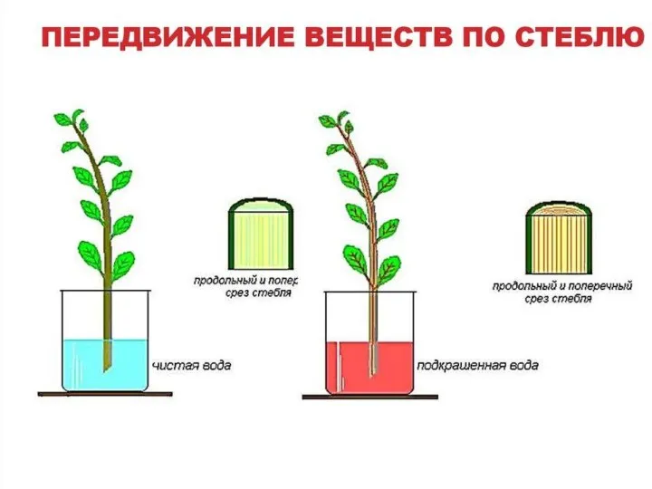 Функция? 1) обеспечивает передвижение веществ по растению и связь всех органов растения;