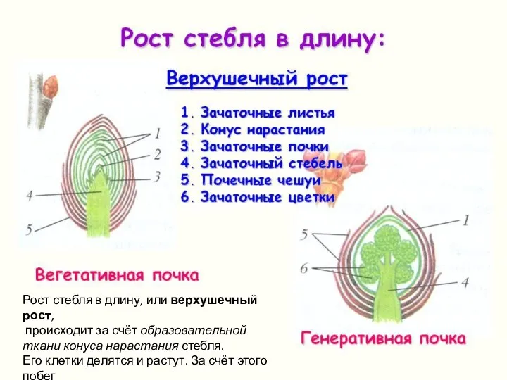 Рост стебля в длину (верхушечный). Рост стебля в длину, или верхушечный рост,