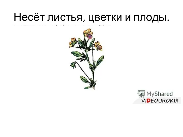 Несёт листья, цветки и плоды.