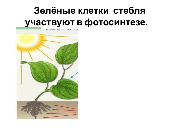 Зелёные клетки стебля участвуют в фотосинтезе.