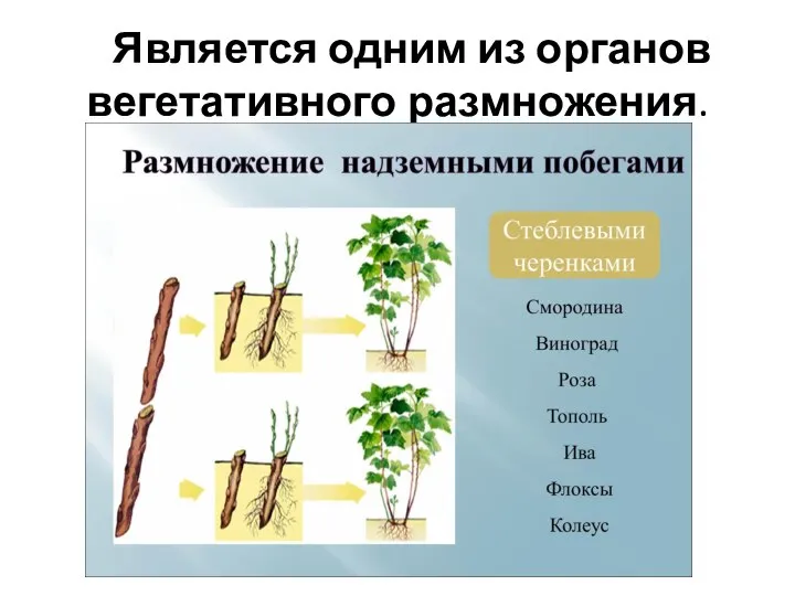 Является одним из органов вегетативного размножения.