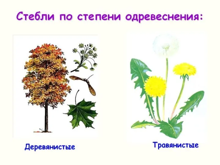 Типы стеблей
