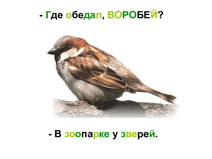 Где обедал, ВОРОБЕЙ? - В зоопарке у зверей.