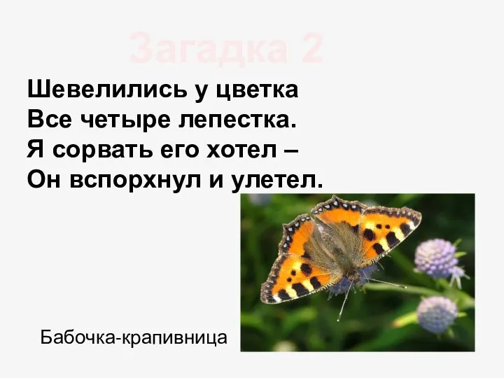 Бабочка-крапивница Загадка 2 Шевелились у цветка Все четыре лепестка. Я сорвать его