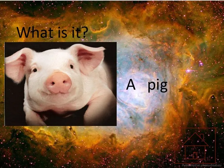 What is it? A pig