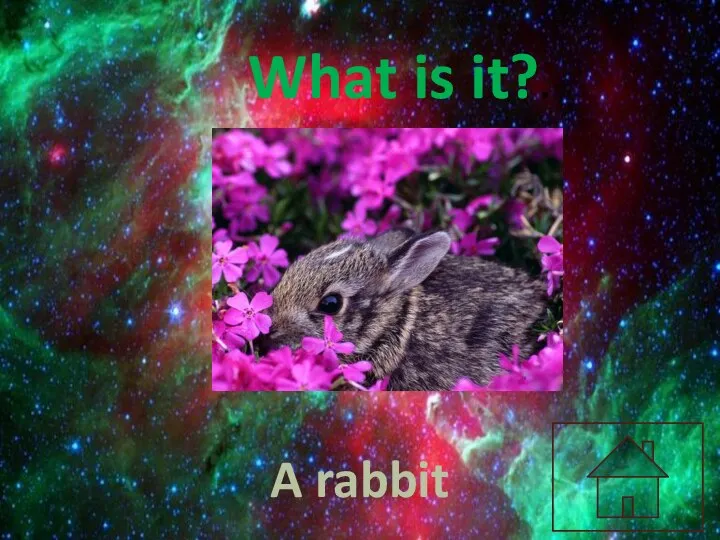 What is it?. A rabbit