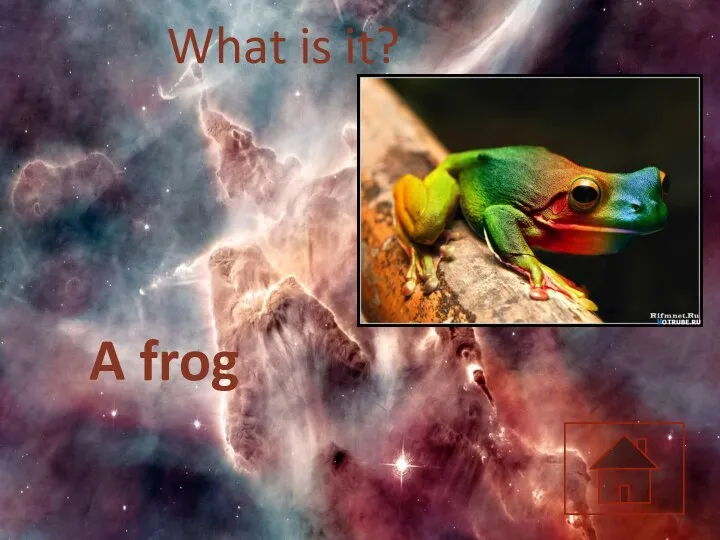 What is it? A frog