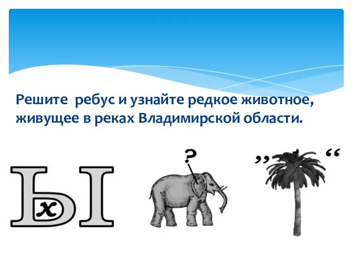 Решите ребус и узнайте редкое животное, живущее в реках Владимирской области.