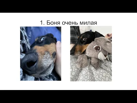 1. Боня очень милая