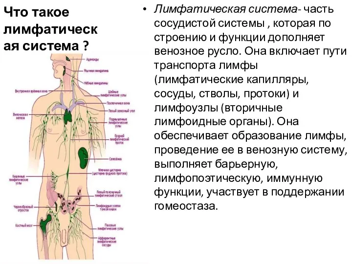 Что такое лимфатическая система ? Лимфатическая система- часть сосудистой системы , которая