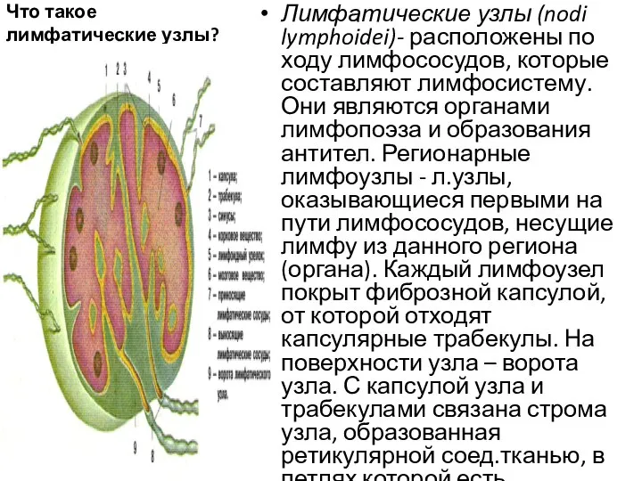 Что такое лимфатические узлы? Лимфатические узлы (nodi lymphoidei)- расположены по ходу лимфососудов,