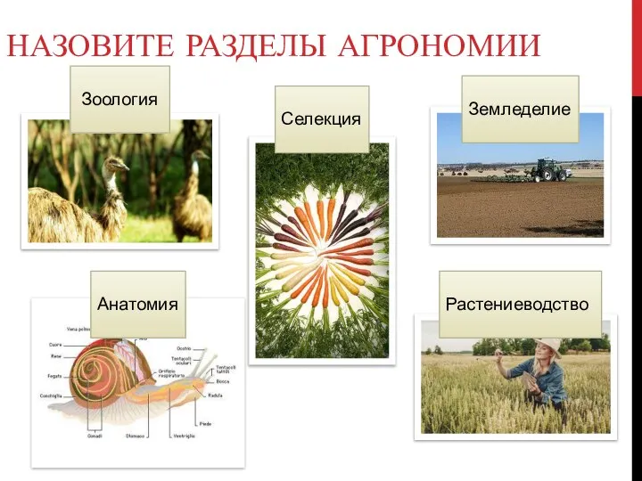 НАЗОВИТЕ РАЗДЕЛЫ АГРОНОМИИ Растениеводство Селекция Земледелие Анатомия Зоология