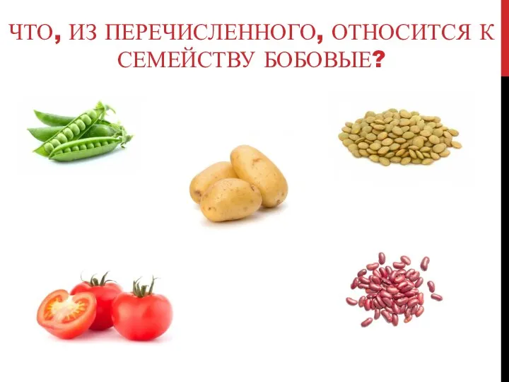 ЧТО, ИЗ ПЕРЕЧИСЛЕННОГО, ОТНОСИТСЯ К СЕМЕЙСТВУ БОБОВЫЕ?