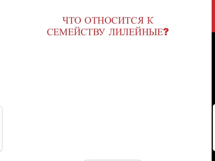 ЧТО ОТНОСИТСЯ К СЕМЕЙСТВУ ЛИЛЕЙНЫЕ?