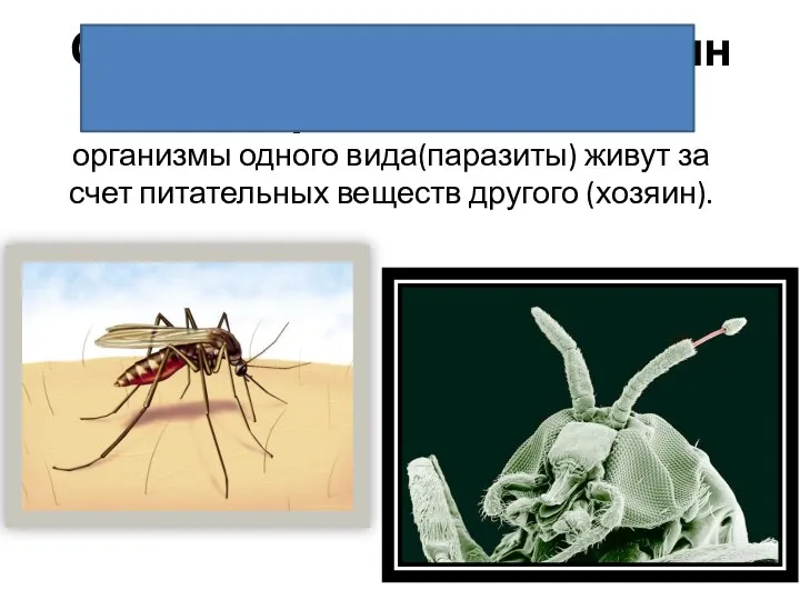 Отношения паразит- хозяин (паразитизм) – организмы одного вида(паразиты) живут за счет питательных веществ другого (хозяин).