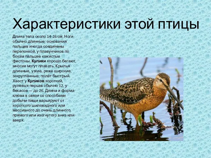 Характеристики этой птицы Длина тела около 14-26 см. Ноги обычно длинные; основания