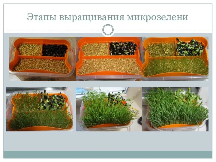 Этапы выращивания микрозелени