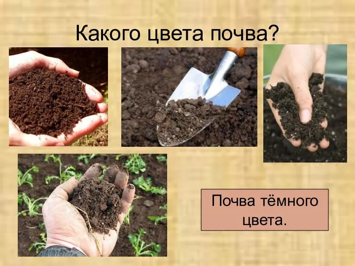 Какого цвета почва? Почва тёмного цвета.