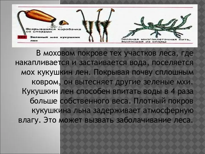 В моховом покрове тех участков леса, где накапливается и застаивается вода, поселяется