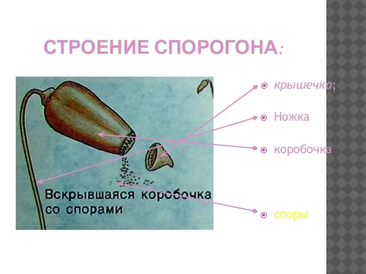 СТРОЕНИЕ СПОРОГОНА: крышечка; Ножка коробочка споры