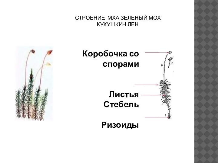 СТРОЕНИЕ МХА ЗЕЛЕНЫЙ МОХ КУКУШКИН ЛЕН Коробочка со спорами Листья Стебель Ризоиды