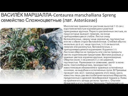 ВАСИЛЁК МАРШАЛЛА-Centaurea marschalliana Spreng семейство Сложноцветные (лат. Asteráceae) Многолетнее травянистое растение высотой