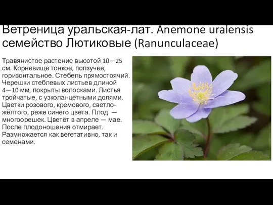 Ветреница уральская-лат. Anemone uralensis семейство Лютиковые (Ranunculaceae) Травянистое растение высотой 10—25 см.