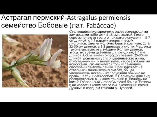 Астрагал пермский-Astragalus permiensis семейство Бобовые (лат. Fabáceae) Стелющийся кустарничек с одревесневающими зимующими