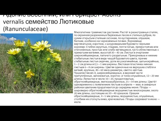 Адонис весенний, или Горицвет-Adonis vernalis семейство Лютиковые (Ranunculaceae) Многолетнее травянистое растение. Растёт